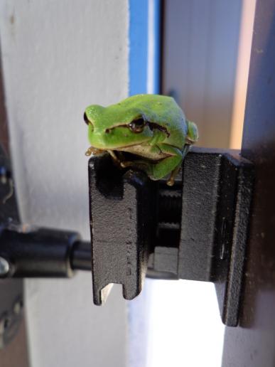 Frosch am Fenster