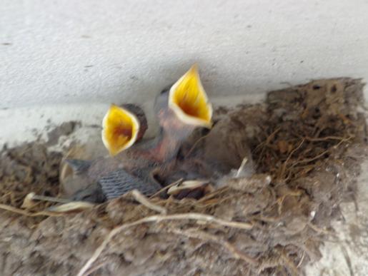 Schwalbennest am Küchenvorbau